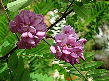 Acacia rosa - robinia glutinosa, exótica durante la floración, decorará el jardín incluso en la banda media.