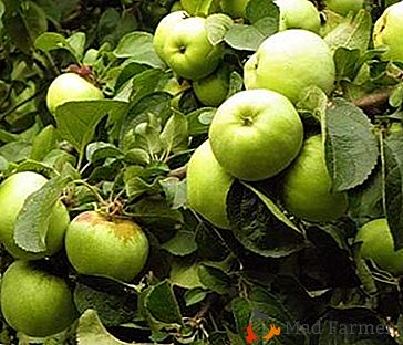 Guía para el jardinero: ¿qué tipo de variedades de invierno de manzanas almacenadas hasta la primavera se pueden cultivar?