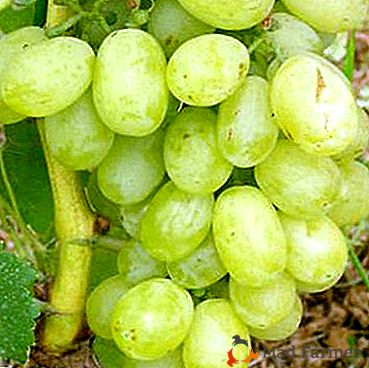Румунський виноград з високими споживчими якостями - «Віва Айка»