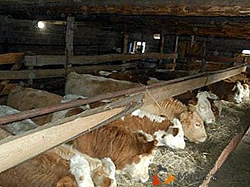 Avec quoi commencer l'élevage des taurillons pour la viande, en tant qu'entreprise? Caractéristiques et organisation de l'affaire