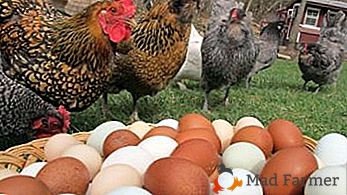 S kakšnimi boleznimi kokoši nesnic lahko naletite na perutnino?