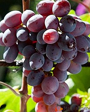 Jardim bonito com excelente sabor - variedade de uva "Nizina"