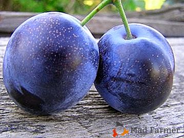 Gradina delicatesa - varietatea de prune "Bogatyrskaya"