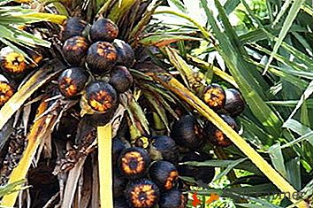 Le palmier à sucre Gomuti est un visiteur tropical dans votre maison!