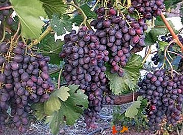 "Samara", "Novocherkassk", "Super-early" - uma variedade de uvas "ametista"