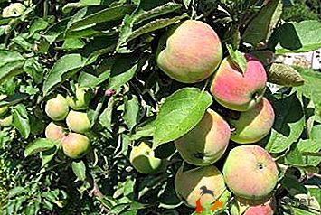 El manzano varietal más hermoso es el Girasol