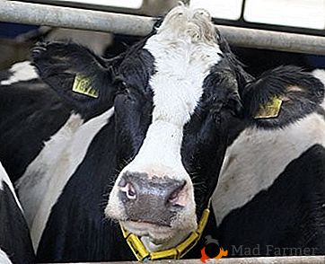 A raça mais comum de vacas no território da Rússia é "Black Peas"