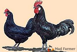 Най-редката испанска порода пилета - Кастелна Блек