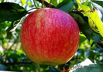 Najbolj produktivne sorte zimzeleno-jagodičja - jabolčno drevo Strifel