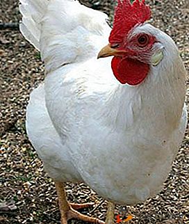 Najbardziej produktywną i popularną rasą w Rosji są kurczaki Leggorn