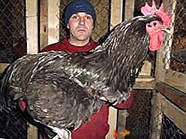 As maiores galinhas do mundo com excelente carne - a raça do gigante Jersey