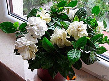 Najčešći su bolesti gardenia i metode za borbu protiv njih