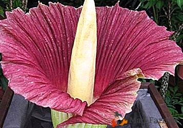 Največja cvet na svetu Amorphophallus Titanic