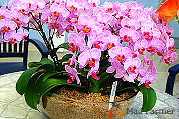 Najstaršie epifyt na svete: odkiaľ pochádza orchidea, a tiež či kvetina potrebuje ochranu a ako sa o ňu postará?