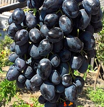 O mais refinado entre os kishmish é a variedade de uva Black Finger ou o dedo preto