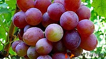 La uva más popular entre los aficionados es "Brillante"