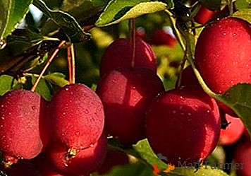 Най-вкусното разнообразие в света ябълково дърво Long (Китай)