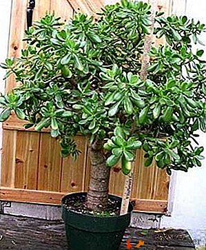 Nejčastější domácí rostlina - Strom Tolstyanka