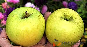 Samoplodny tipo de maçã - Bryansky Golden