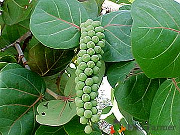 Jadalne winogrona morskie Kokkoloba Jagoda: opis i zdjęcie