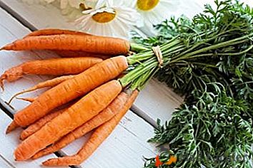Des secrets qui aideront à stocker correctement les carottes dans le réfrigérateur afin qu'elles ne se flétrissent pas et ne se gâtent pas