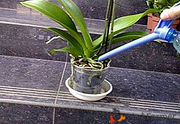 Segredos de cuidado: como corretamente regar a orquídea, se a flor cresce em casa em um pote ou potes?