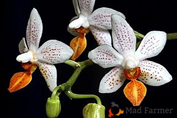 Secretos de la preparación en casa para la mini marca Phalaenopsis