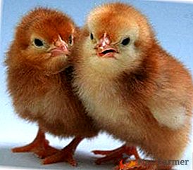 ¿Secretos de negocios rentables o cómo establecer el cultivo, cuidado y alimentación de pollos de engorde?