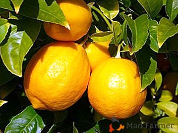 Les secrets de la culture et des soins pour le citron de Pavlovsk à la maison