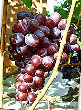 Arcydzieło mołdawskiej hodowli - winogrona Senator