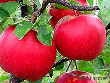 Una variedad ampliamente conocida de manzanas Krasnaya Gorka