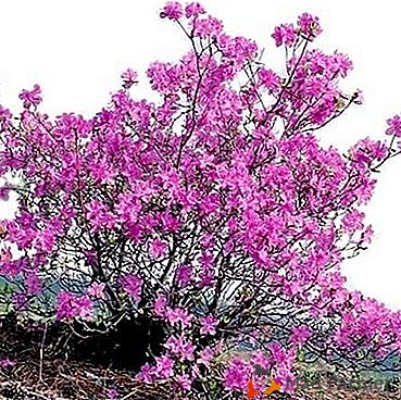Siberian Rhododendron Daurian, conocido como Ledum: foto, cuidado y plantación