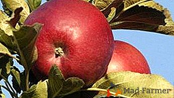 Fortalezas y debilidades de los manzanos de la variedad Lada
