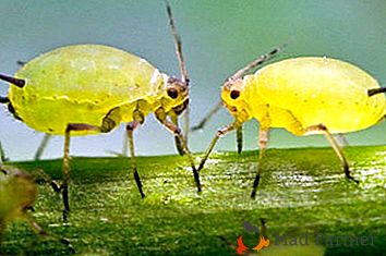 Simbioza furnicilor și afidelor: cum să rupă o uniune fericită pentru a proteja plantele?