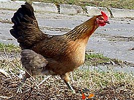 Símbolo de la agricultura polaca - raza de pollo Zelenootka