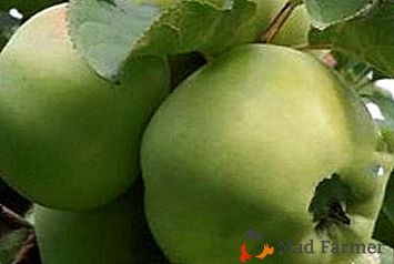 Le symbole du soin des générations plus âgées est les pommes de la variété Babushkino