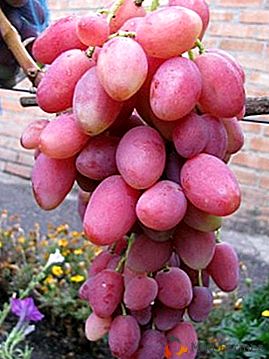 Казкової краси виноград сорту Розалінда