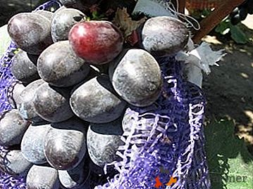 Wczesna dojrzewająca hybryda - winogrona "Moor"