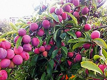 Aromă dulce de toamna timpurie - prune "frumusețea Manchurian"