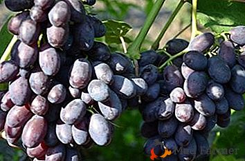 Сладък и сочен гроздов сорт "Каталония"
