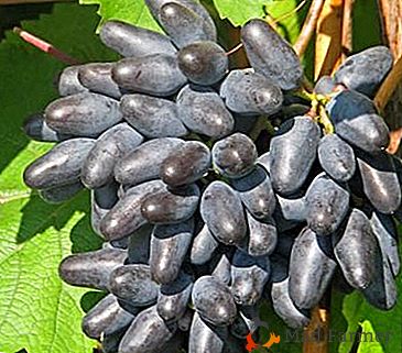 Słodkie winogrona o bogatym smaku - różnorodne pamiątki z Odessy