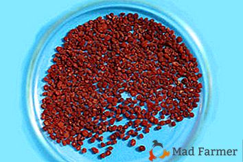 Mešanice semen "Cyclamen Mix": priljubljene sorte, kako posaditi in skrbeti za rastline