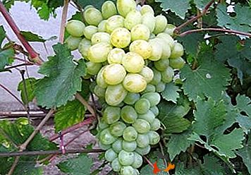 Suculentas e perfumadas "Bogatyanovsky" uvas: descrição da variedade, características e fotos