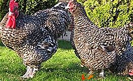Carne suculenta, postura estável e despretensão - tudo isso é uma raça de galinha Malin
