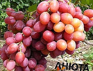 Variedade para iniciantes com alto rendimento - uvas "Anyuta"