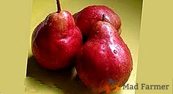 Odrůda s mimořádně krásným ovocem - hruškou "Carmen"