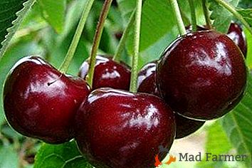 Uma variedade com excelentes qualidades de sabor - Cherry Zhukovskaya