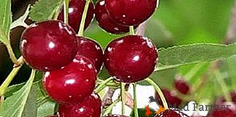 Variedade com frutas de alta qualidade e colheitas estáveis ​​- cereja Kharitonovskaya