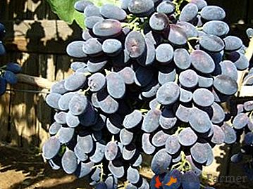 Una variedad que puede crecer en cualquier condición - uvas "Codreanka"