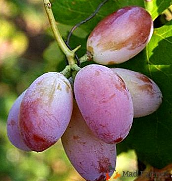 Variedade de uva "Marcelo": descrição e características da aplicação dos ossos